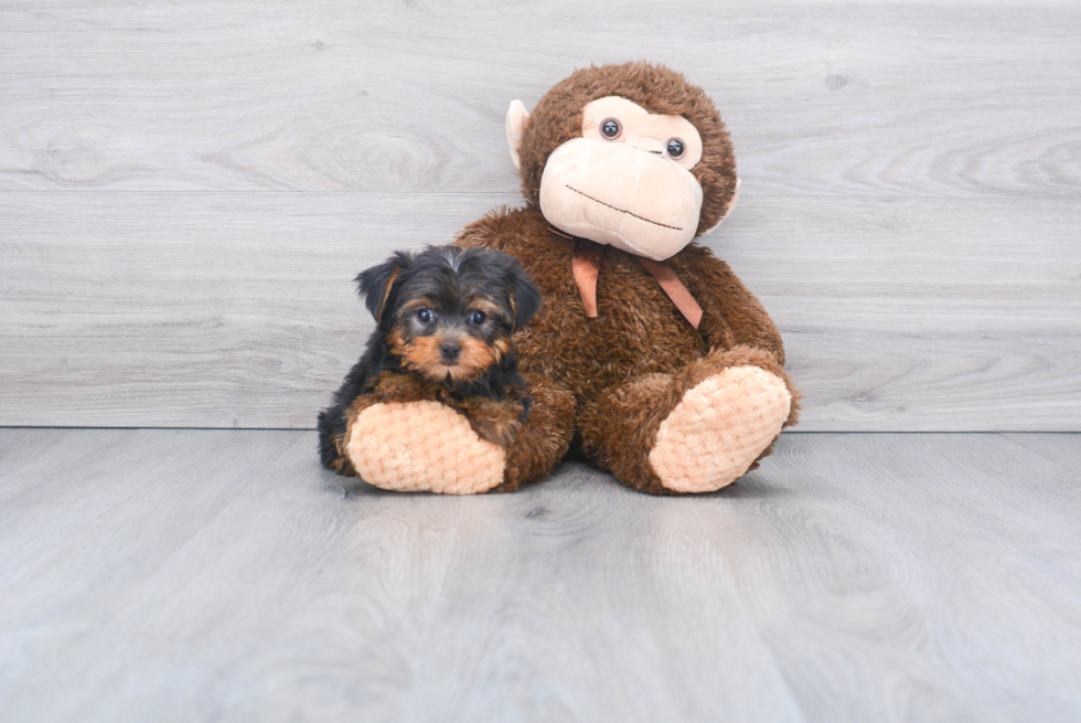 Meet Bella - our Yorkshire Terrier Puppy Photo 