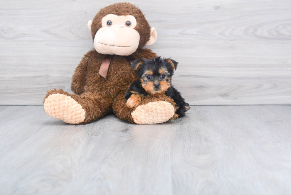 Meet Bella - our Yorkshire Terrier Puppy Photo 