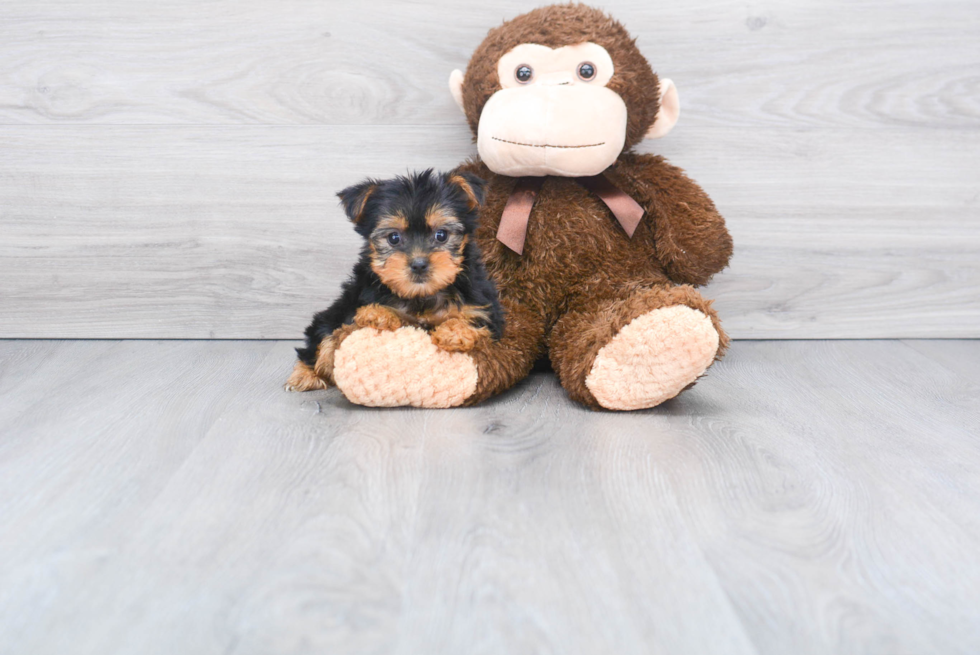 Meet Bella - our Yorkshire Terrier Puppy Photo 