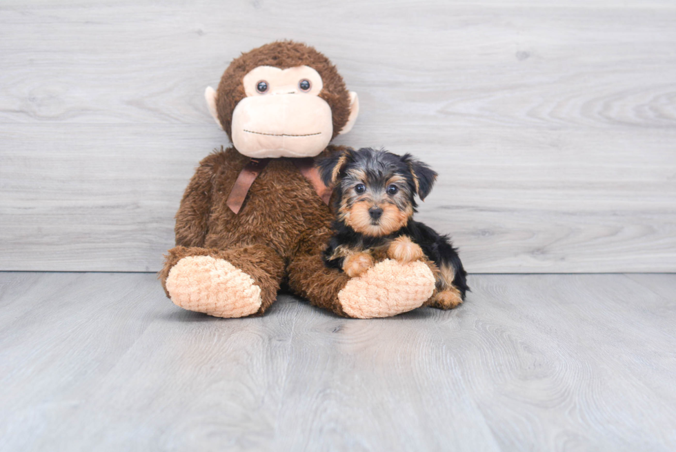 Meet Bella - our Yorkshire Terrier Puppy Photo 