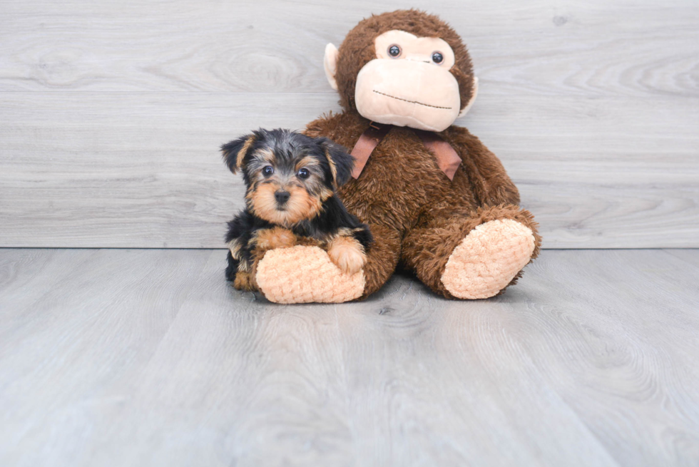 Meet Bella - our Yorkshire Terrier Puppy Photo 