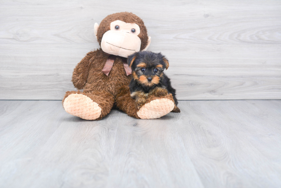 Meet Fenty - our Yorkshire Terrier Puppy Photo 