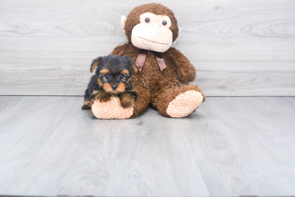 Meet Fenty - our Yorkshire Terrier Puppy Photo 