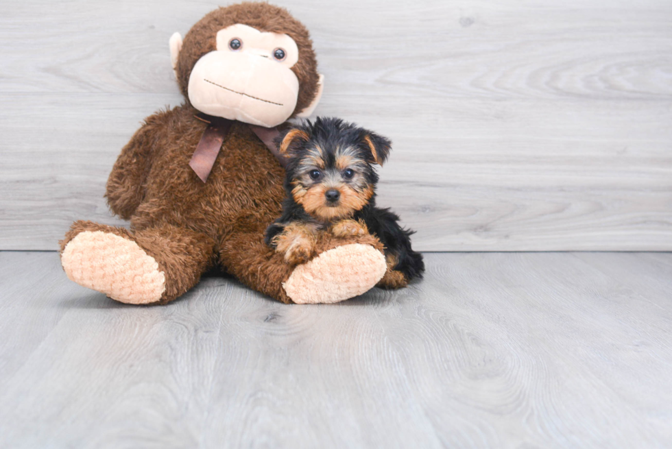 Meet Bella - our Yorkshire Terrier Puppy Photo 