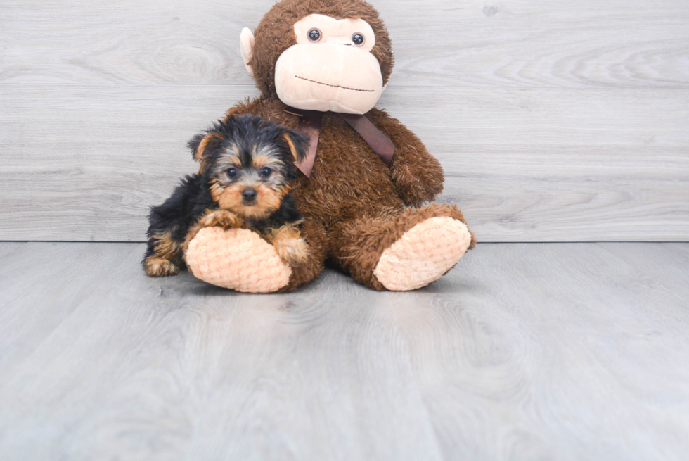 Meet Bella - our Yorkshire Terrier Puppy Photo 