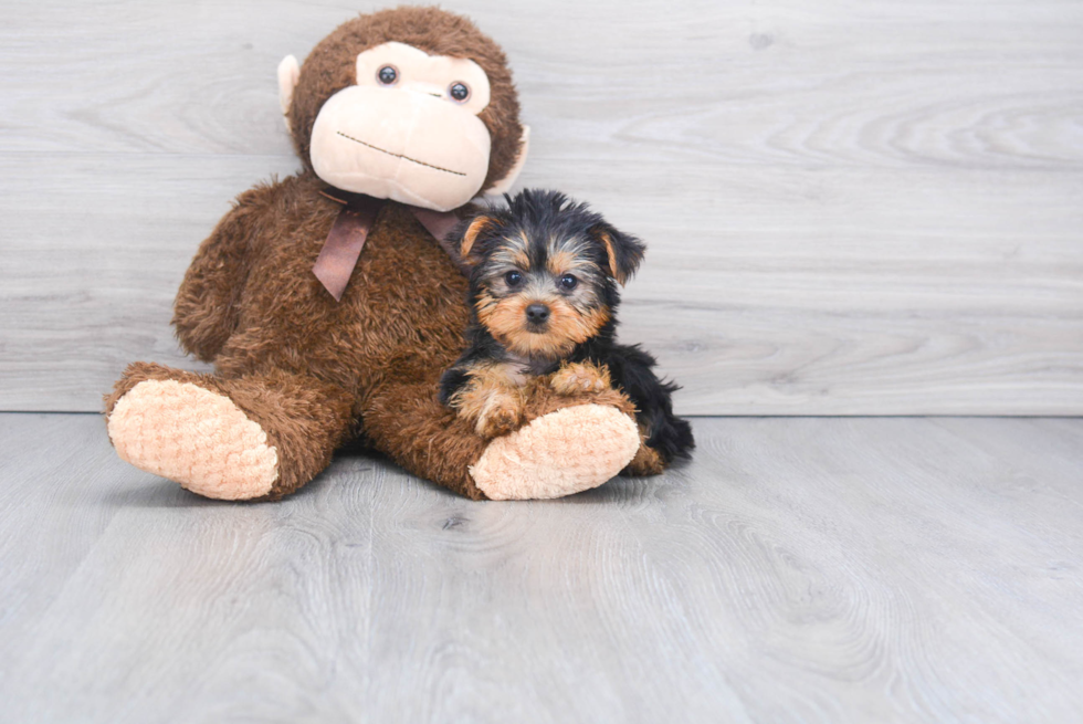 Meet Bella - our Yorkshire Terrier Puppy Photo 