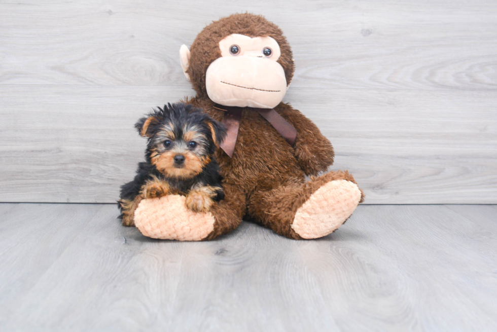 Meet Bella - our Yorkshire Terrier Puppy Photo 