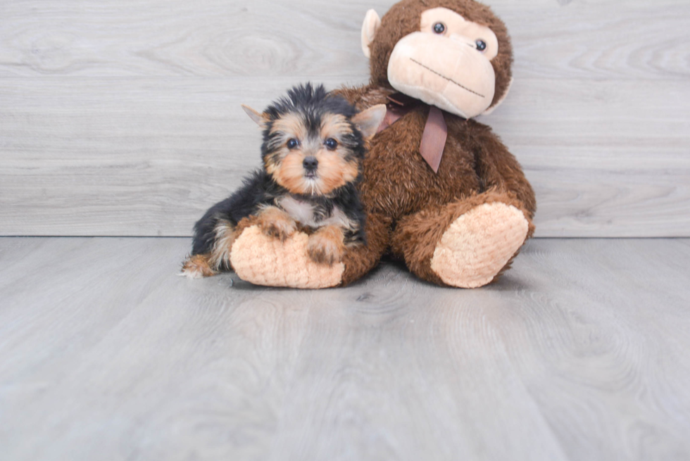 Meet Twinkle - our Yorkshire Terrier Puppy Photo 