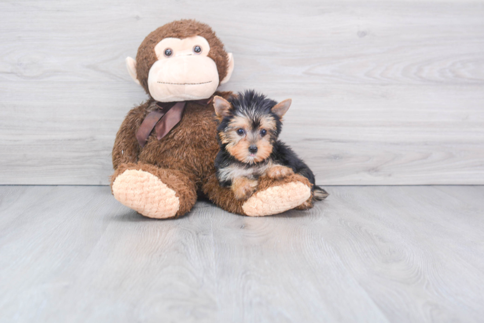 Meet Twinkle - our Yorkshire Terrier Puppy Photo 