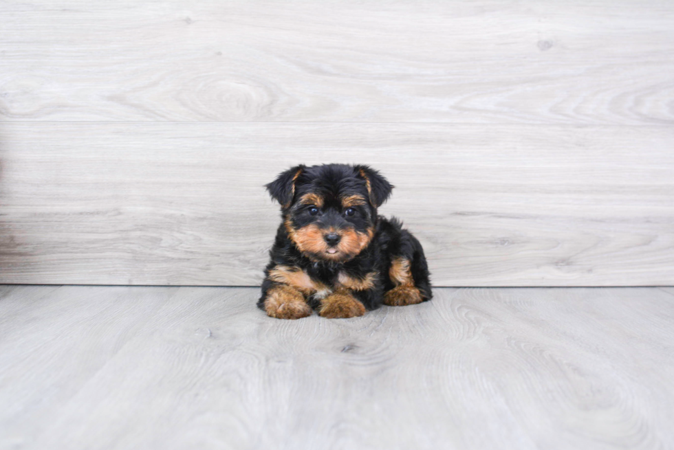 Meet Bella - our Yorkshire Terrier Puppy Photo 