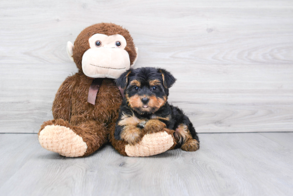 Meet Bella - our Yorkshire Terrier Puppy Photo 
