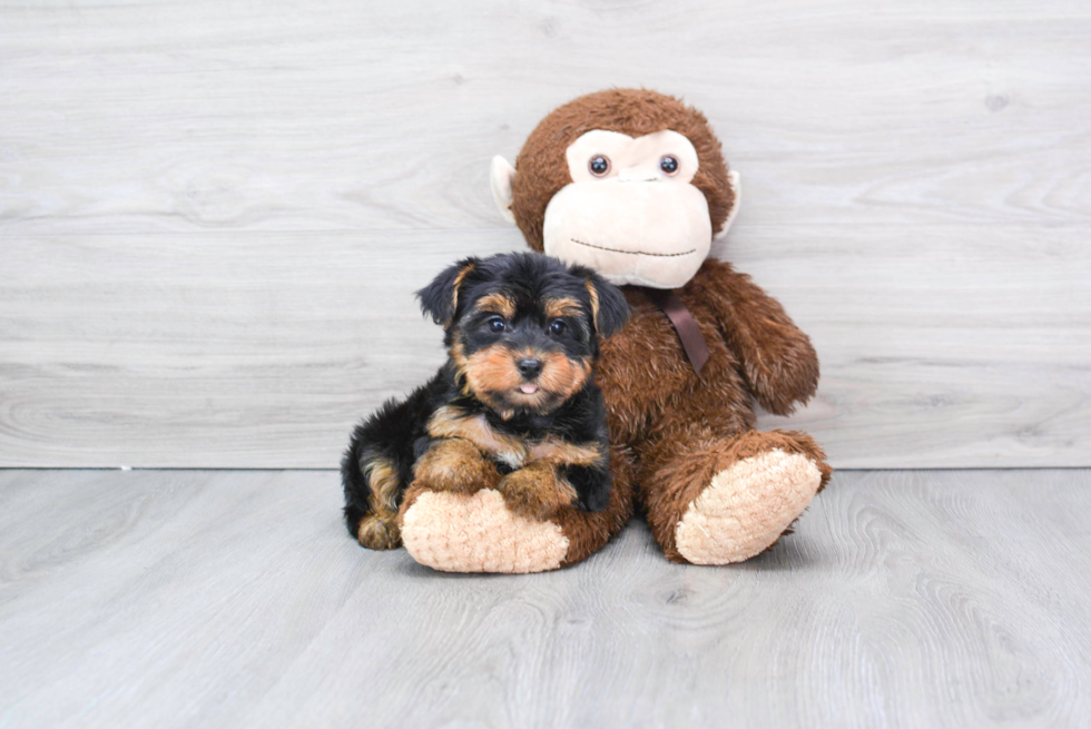 Meet Bella - our Yorkshire Terrier Puppy Photo 