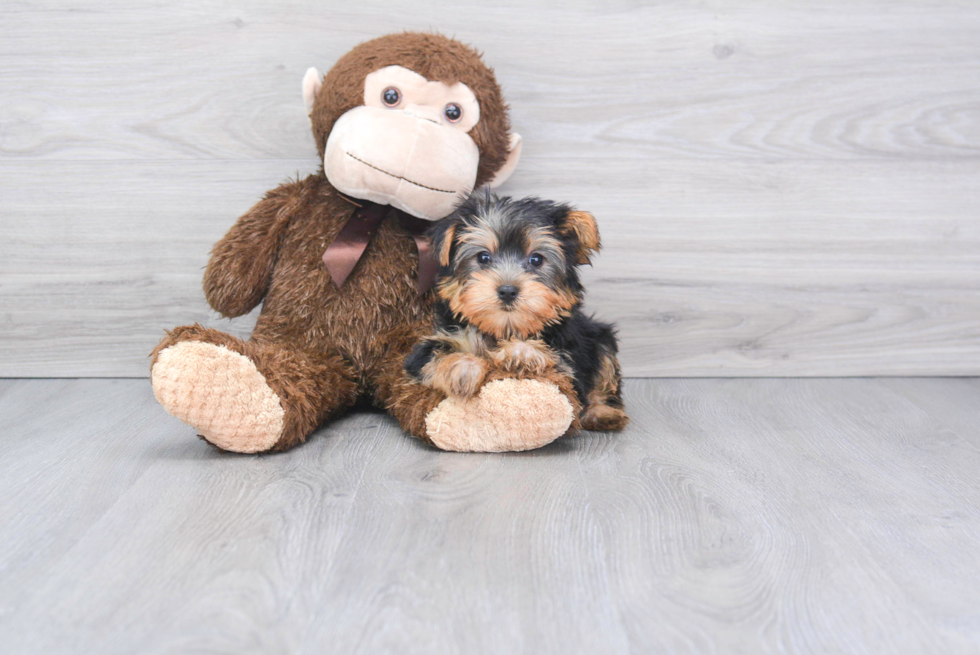 Meet Bella - our Yorkshire Terrier Puppy Photo 