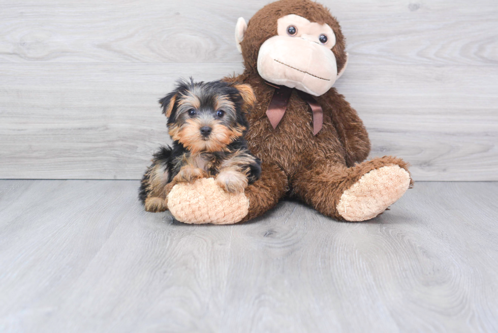 Meet Bella - our Yorkshire Terrier Puppy Photo 