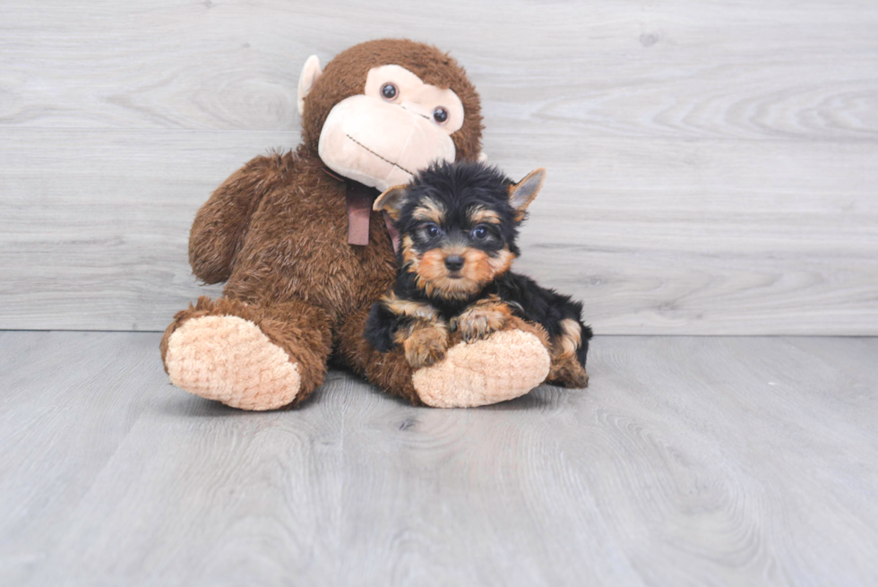 Meet Bella - our Yorkshire Terrier Puppy Photo 