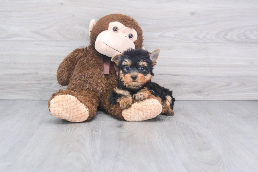 Meet Bella - our Yorkshire Terrier Puppy Photo 