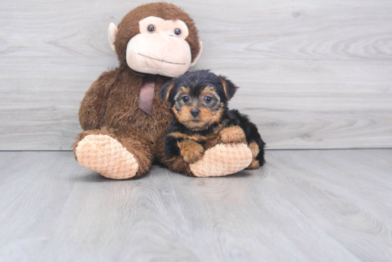 Playful Yorkshire Terrier Purebred Pup