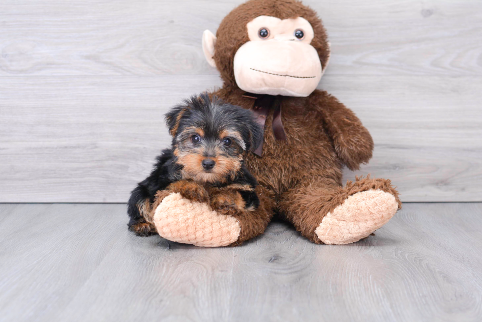 Petite Yorkie Purebred Puppy