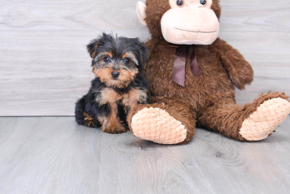 Best Yorkshire Terrier Baby