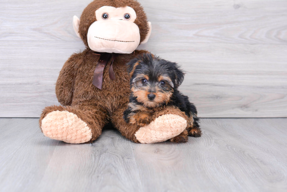 Cute Yorkie Purebred Puppy