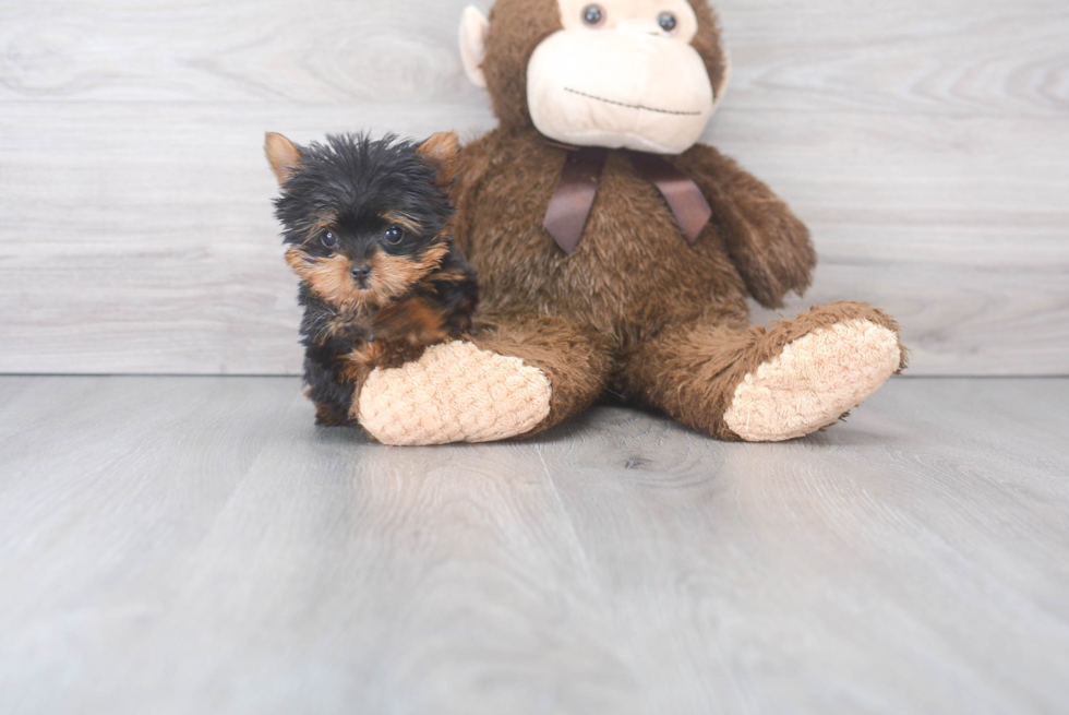 Cute Yorkie Purebred Puppy