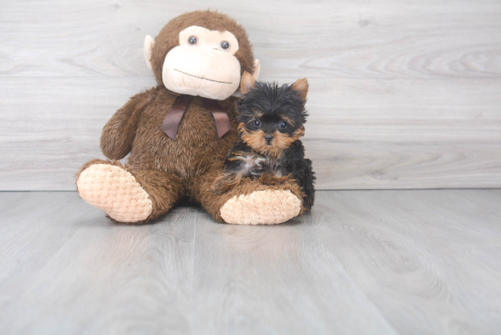 Happy Yorkie Purebred Puppy