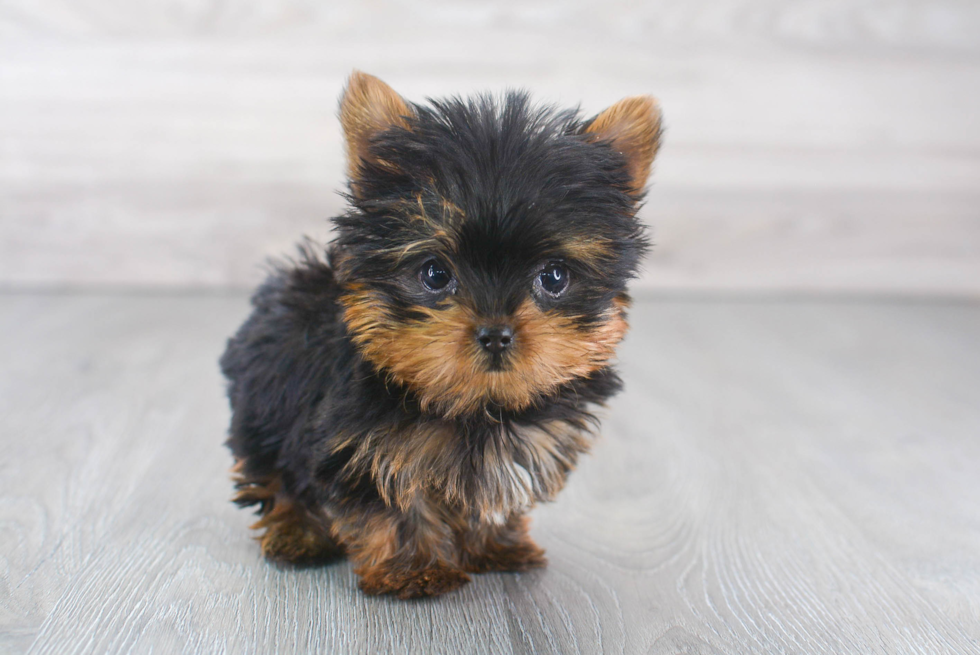 Playful Yorkshire Terrier Purebred Pup