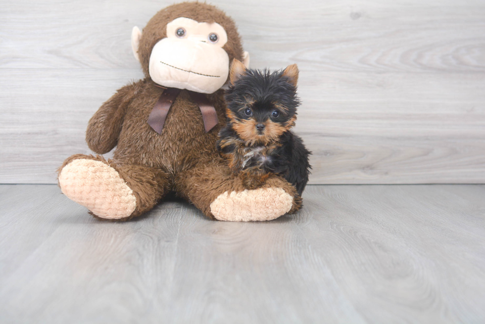 Best Yorkshire Terrier Baby