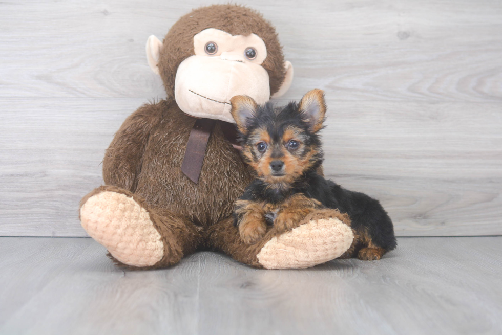 Friendly Yorkshire Terrier Baby