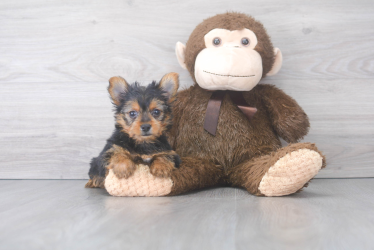 Smart Yorkie Purebred Puppy