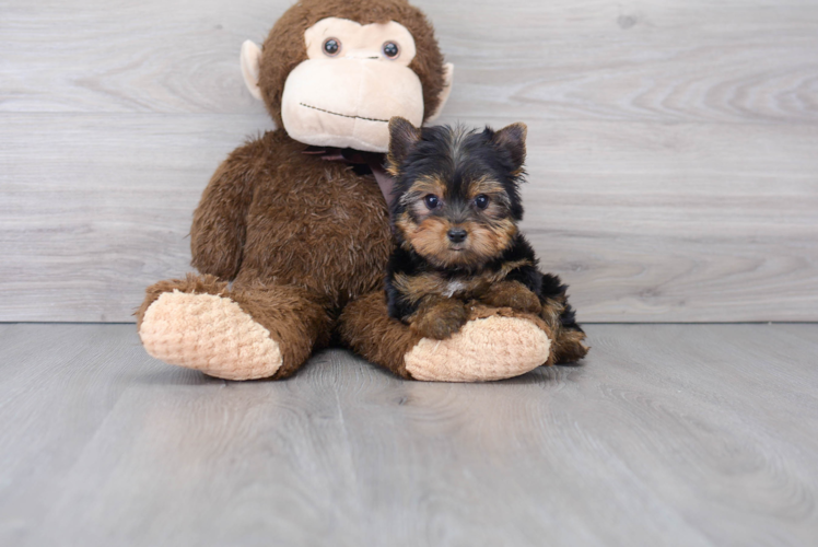 Yorkshire Terrier Pup Being Cute