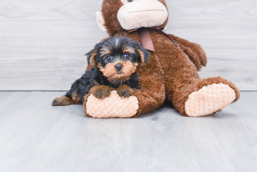 Meet Bella - our Yorkshire Terrier Puppy Photo 