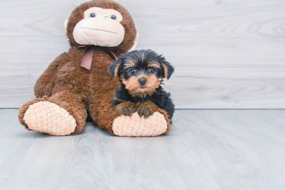 Meet Bella - our Yorkshire Terrier Puppy Photo 