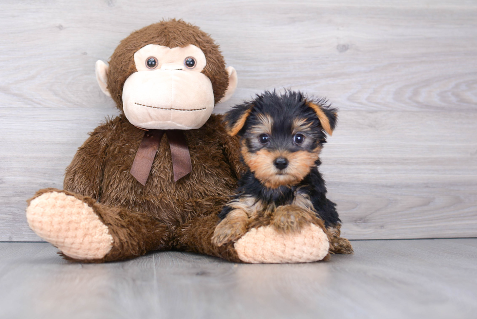 Yorkshire Terrier Puppy for Adoption