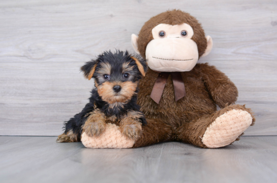 Akc Registered Yorkshire Terrier Baby