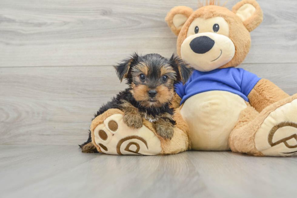 Petite Yorkie Purebred Puppy