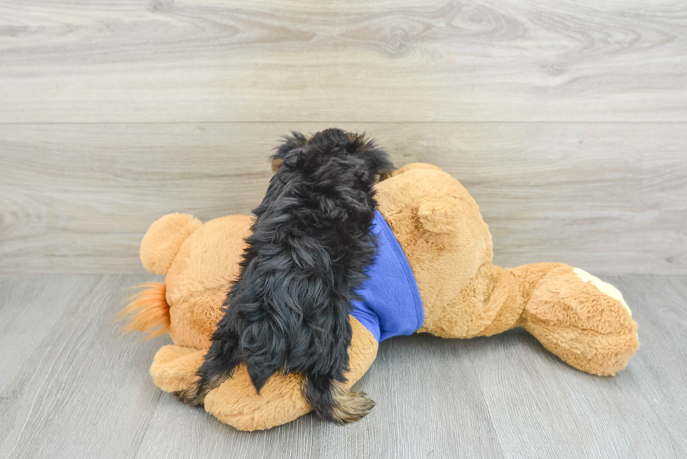 Small Yorkshire Terrier Purebred Pup