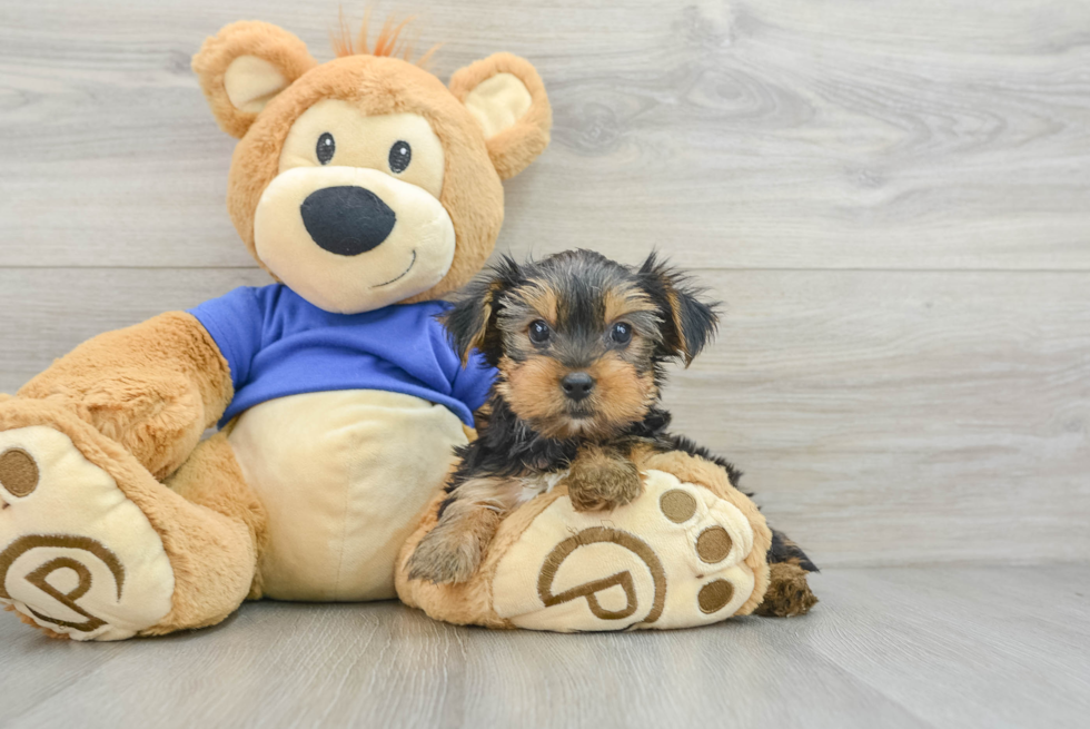 Sweet Yorkie Purebred Puppy