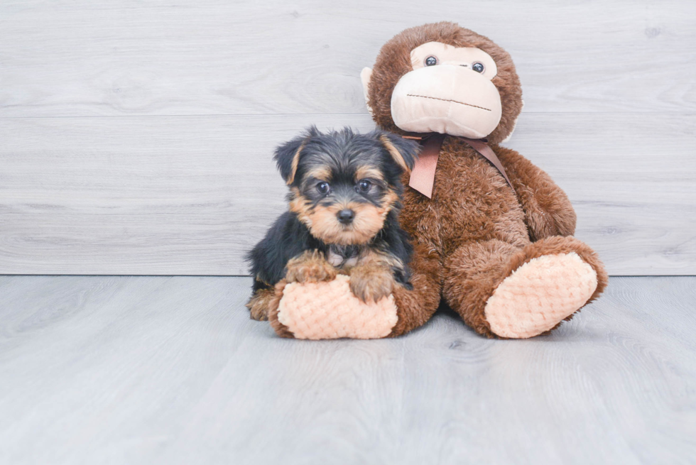 Meet Bronze - our Yorkshire Terrier Puppy Photo 