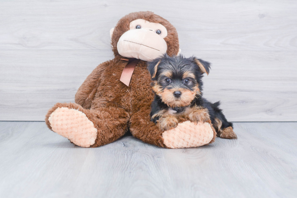 Meet Bronze - our Yorkshire Terrier Puppy Photo 