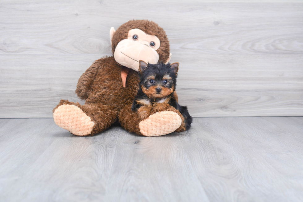 Meet Bronze - our Yorkshire Terrier Puppy Photo 