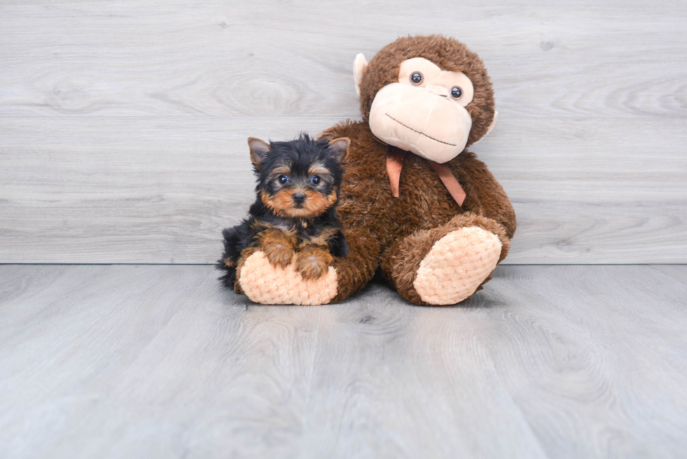 Meet Bronze - our Yorkshire Terrier Puppy Photo 