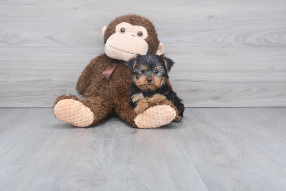 Meet Bronze - our Yorkshire Terrier Puppy Photo 