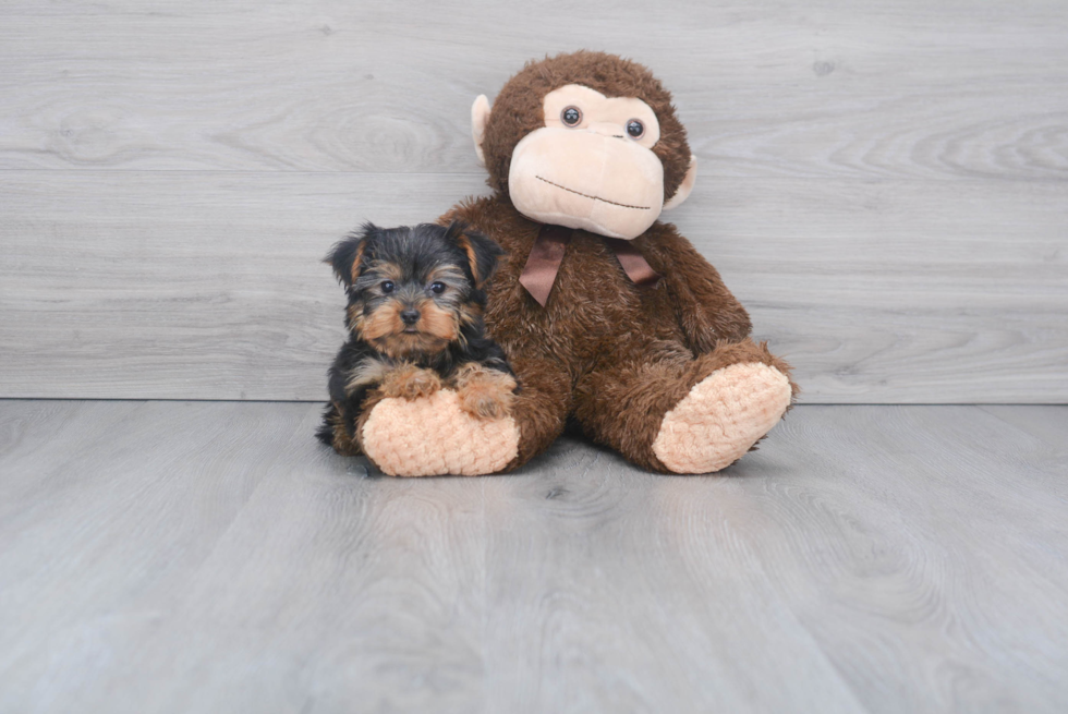 Meet Bronze - our Yorkshire Terrier Puppy Photo 