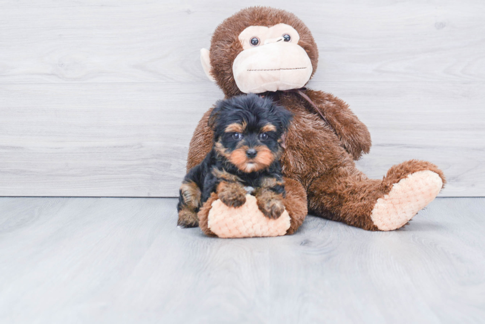 Meet Capone - our Yorkshire Terrier Puppy Photo 