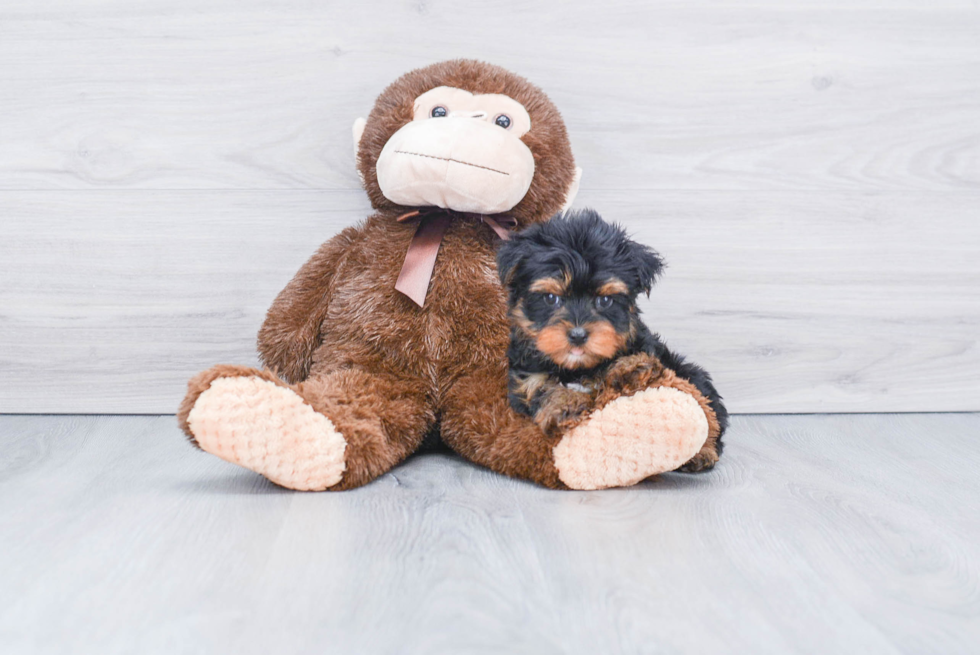 Meet Capone - our Yorkshire Terrier Puppy Photo 