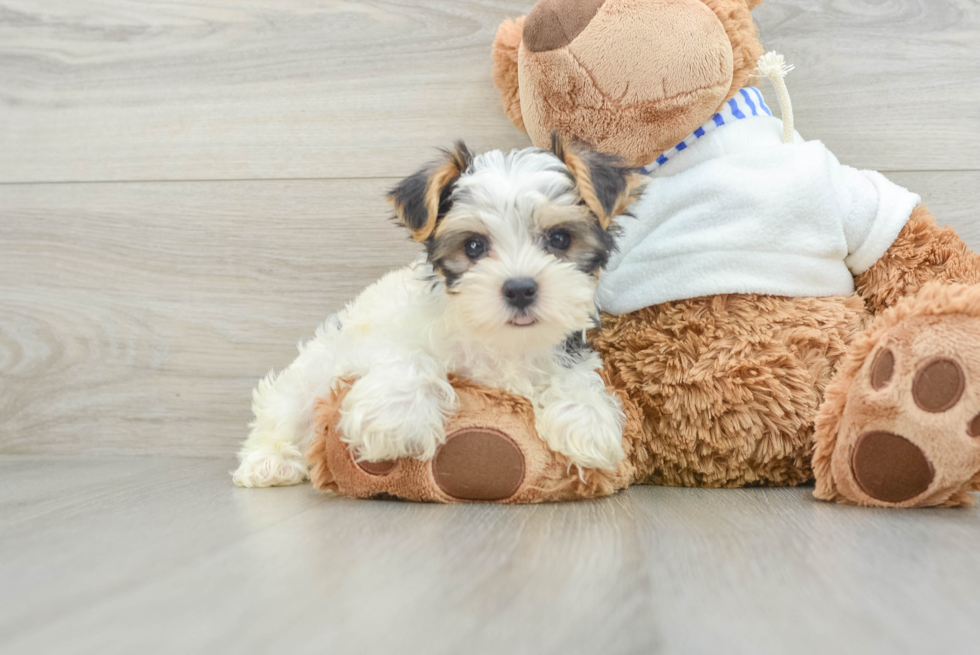 Energetic Yorkie Purebred Puppy