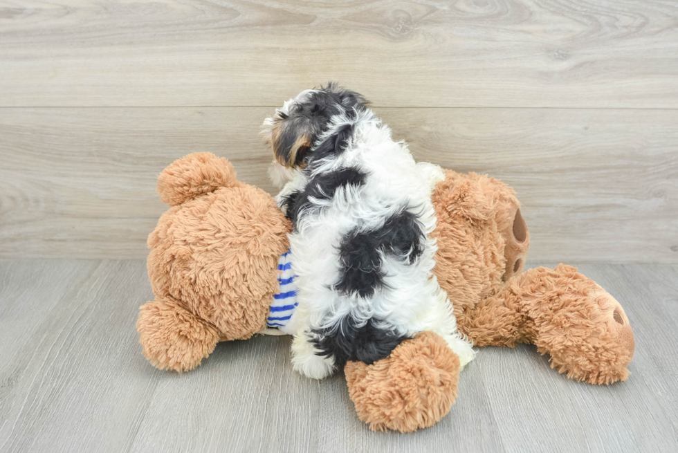 Yorkshire Terrier Pup Being Cute