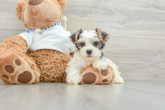 Funny Yorkshire Terrier Baby