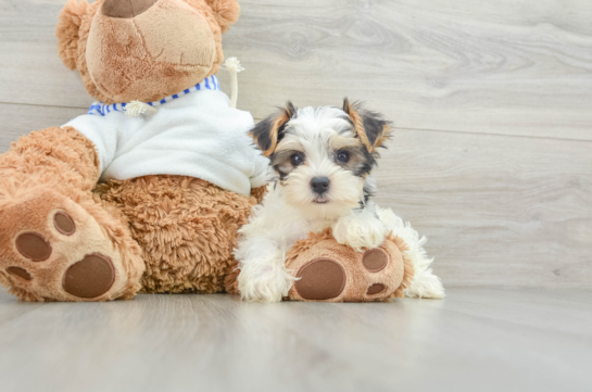 Funny Yorkshire Terrier Baby